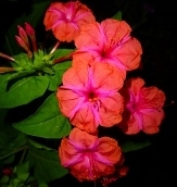 Red Four O'Clock, Marvel of Peru, Beauty of the Night, Mirabilis jalapa 'Red'